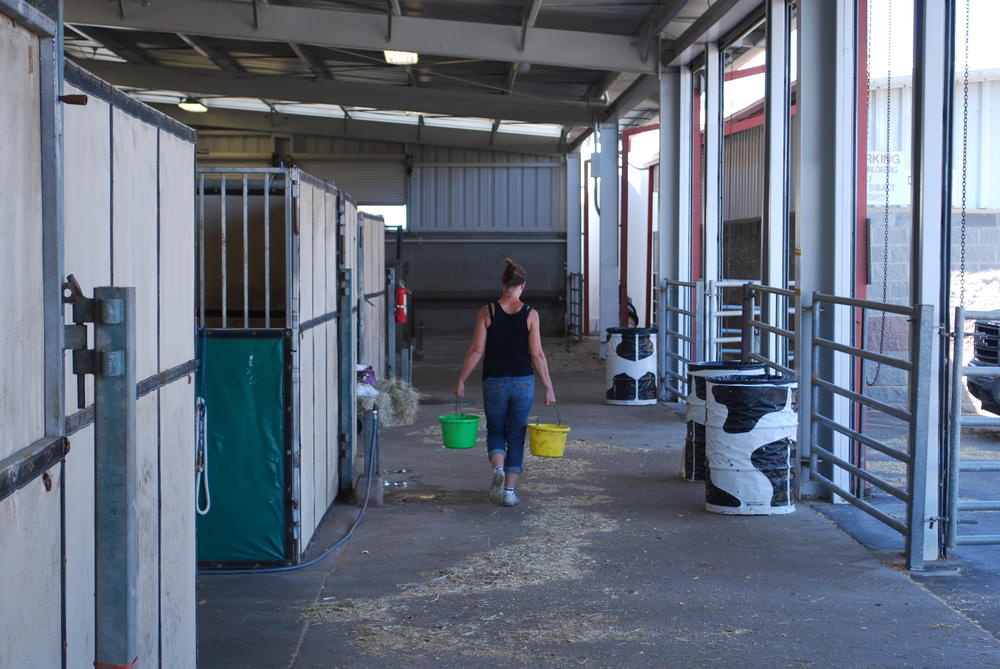 A horse owner carries water to animals on Saturday. 