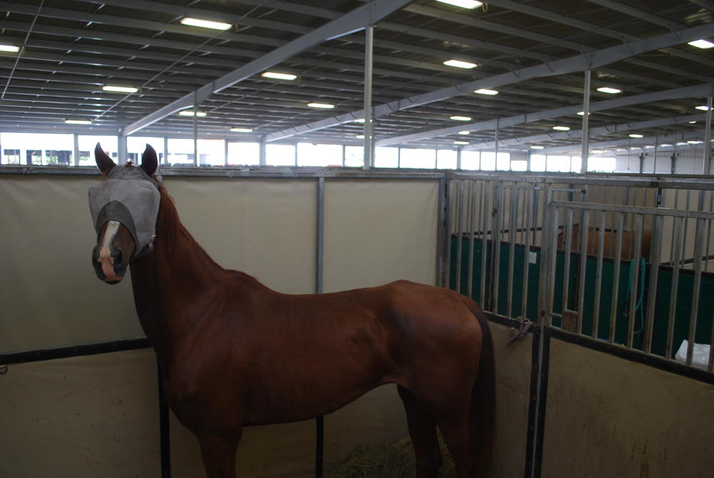 A horse in a fly mask stays alert in her stall. 