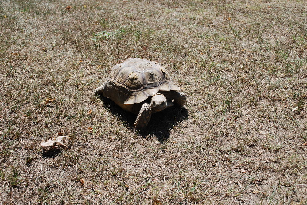 A tortoise gets some air. 