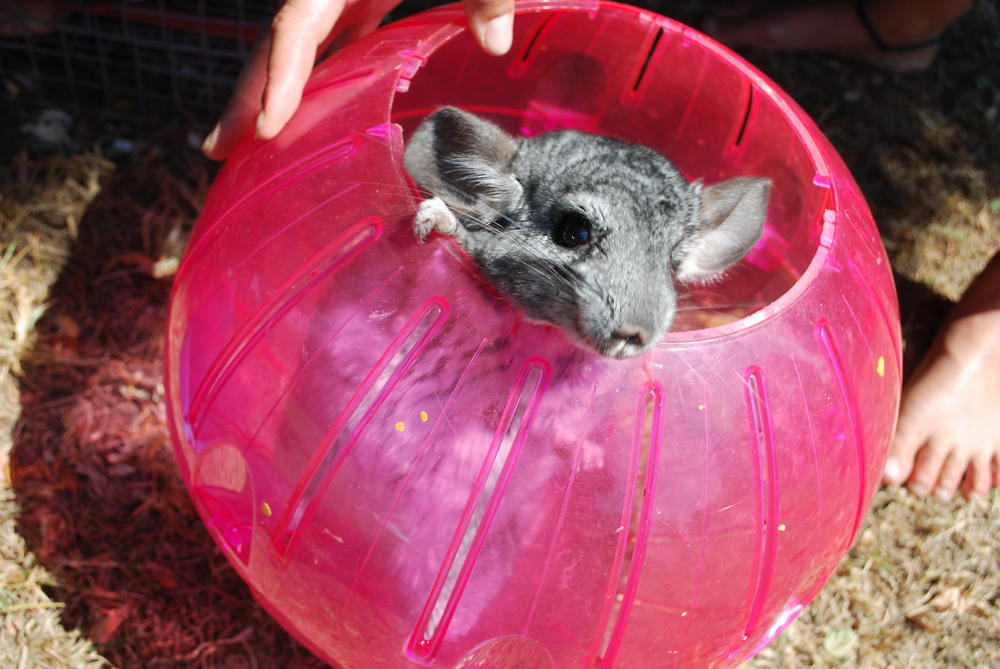 A chinchilla gets some exercise during the evacuation. 