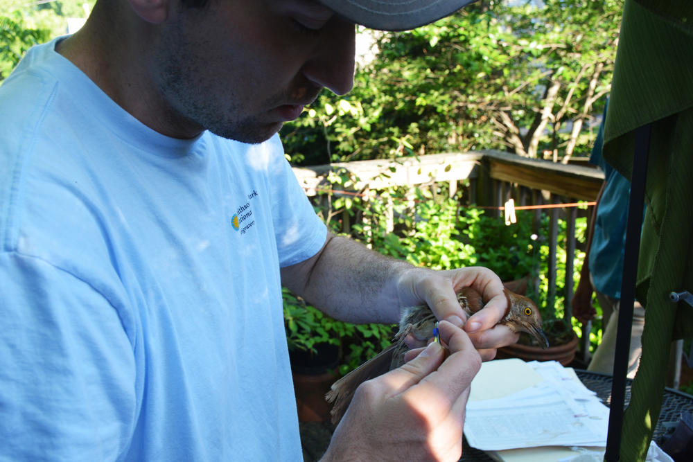 Clay Graham places colored bands on the legs of a brown thrasher. The bands help identify the birds when they're spotted later.