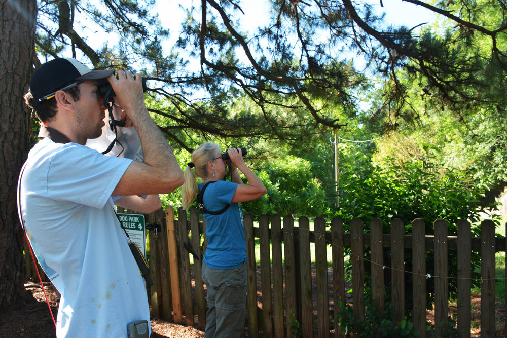 Clay Graham and Joy Carter look for banded birds in the streets around Carter's home. Once Graham is done banding birds, he goes looking for birds banded in previous years.