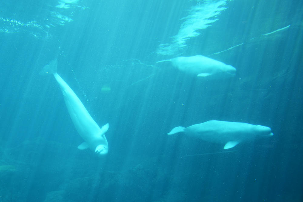 Three of the four belugas currently housed at the Georgia Aquarium. According to the National Oceanic and Atmospheric Administration, the Georgia Aquarium only owns two of the whales. The other two are on loan from other aquariums.