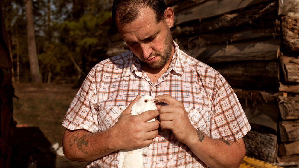 U.S. Army veteran Alex Sutton cradles a rock dove show pigeon, one of many heritage poultry breeds being raised on his 43 acre farm in Moore County, North Carolina. He is featued in the documentary, Farmer/Veteran.