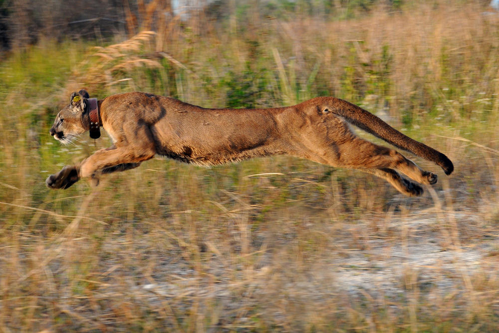 A Florida Panther, likely the kind that chased the Johnsons.