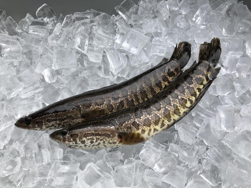 It's illegal to transport or possess any species of snakehead fish without a license in Georgia.