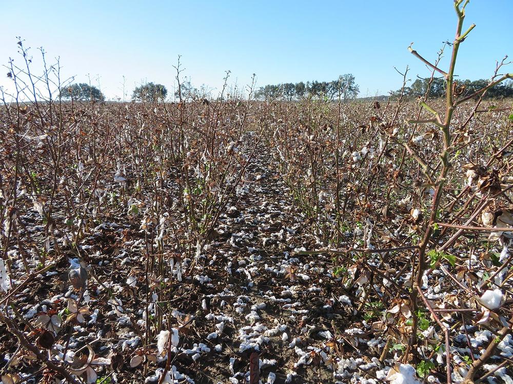 Thousands of cotton growers in southwest and south central Georgia lost their cotton crops in Hurricane Michael.