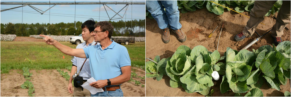 (Left) George Vellidis and Ryo Shigeta hunting for the best spot to bury a prototype soil moisture sensor. (Right) The sensor planted among a row of cabbage.