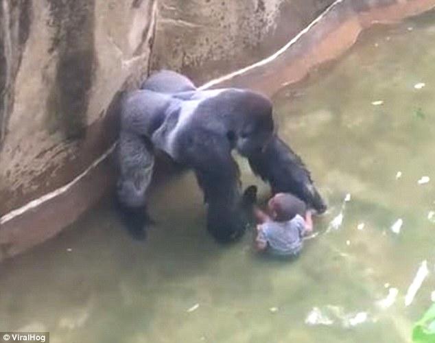 A young boy near the gorilla Harambe at the Cincinnati Zoo.