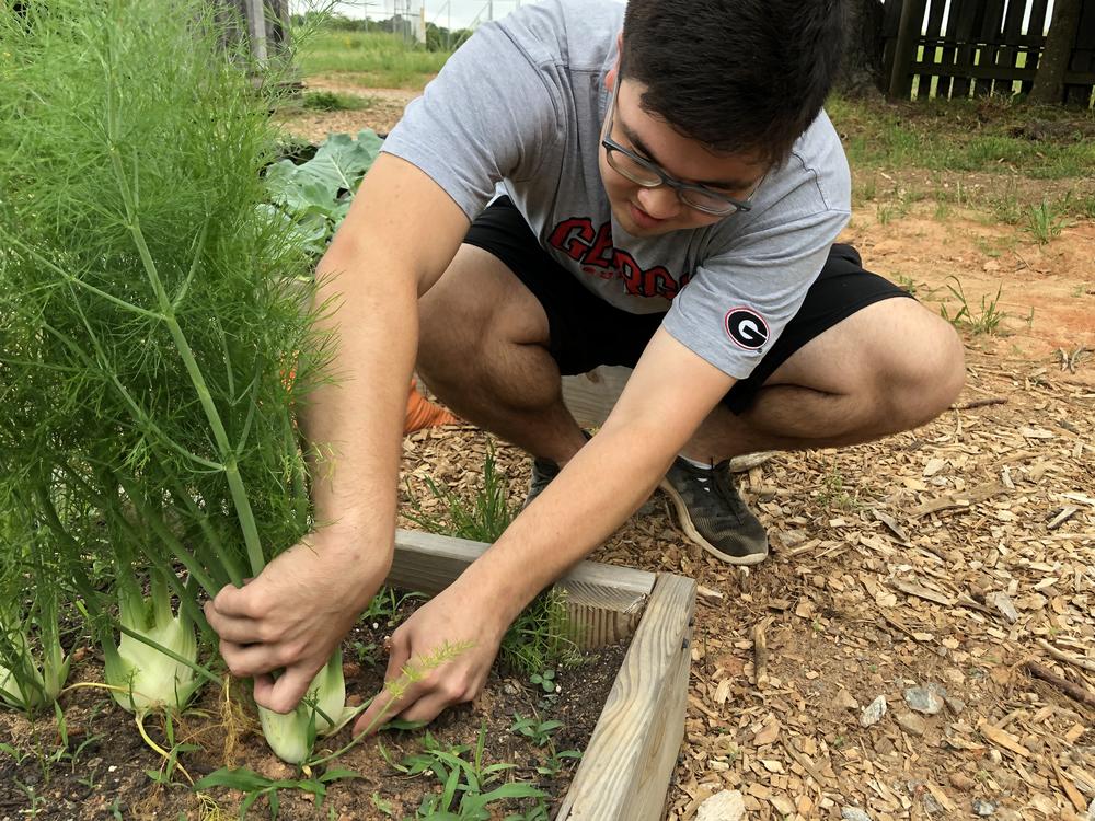 UGA student John McGinnis cuts fennel on the student farm.