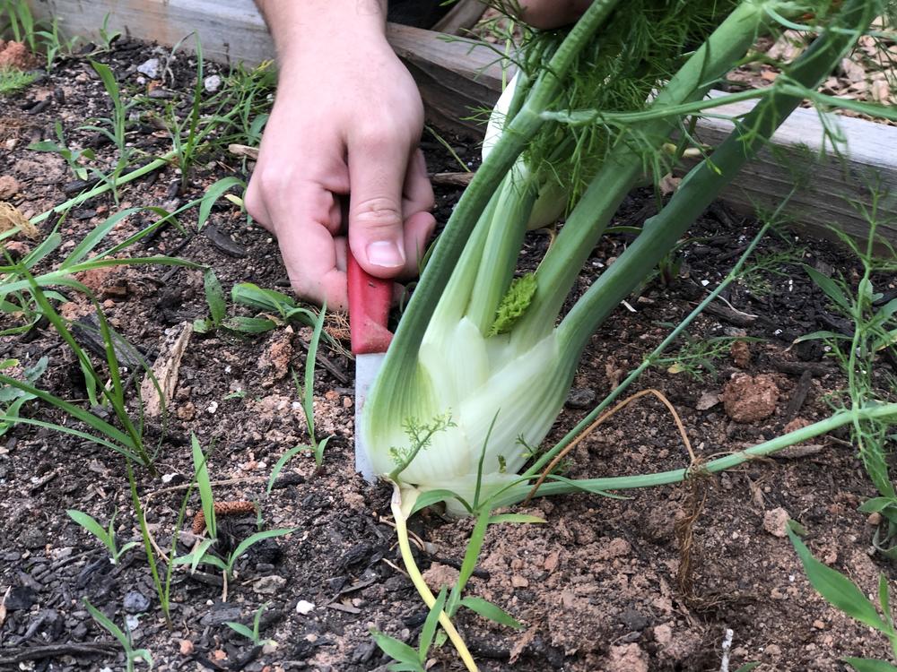 John McGinnis cuts a stalk of fennel from the UGArden farm.