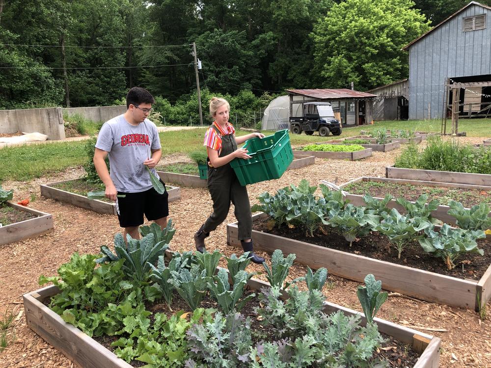 John McGinnis (left) and Lily Dabbs harvest produce on UGA's student farm.