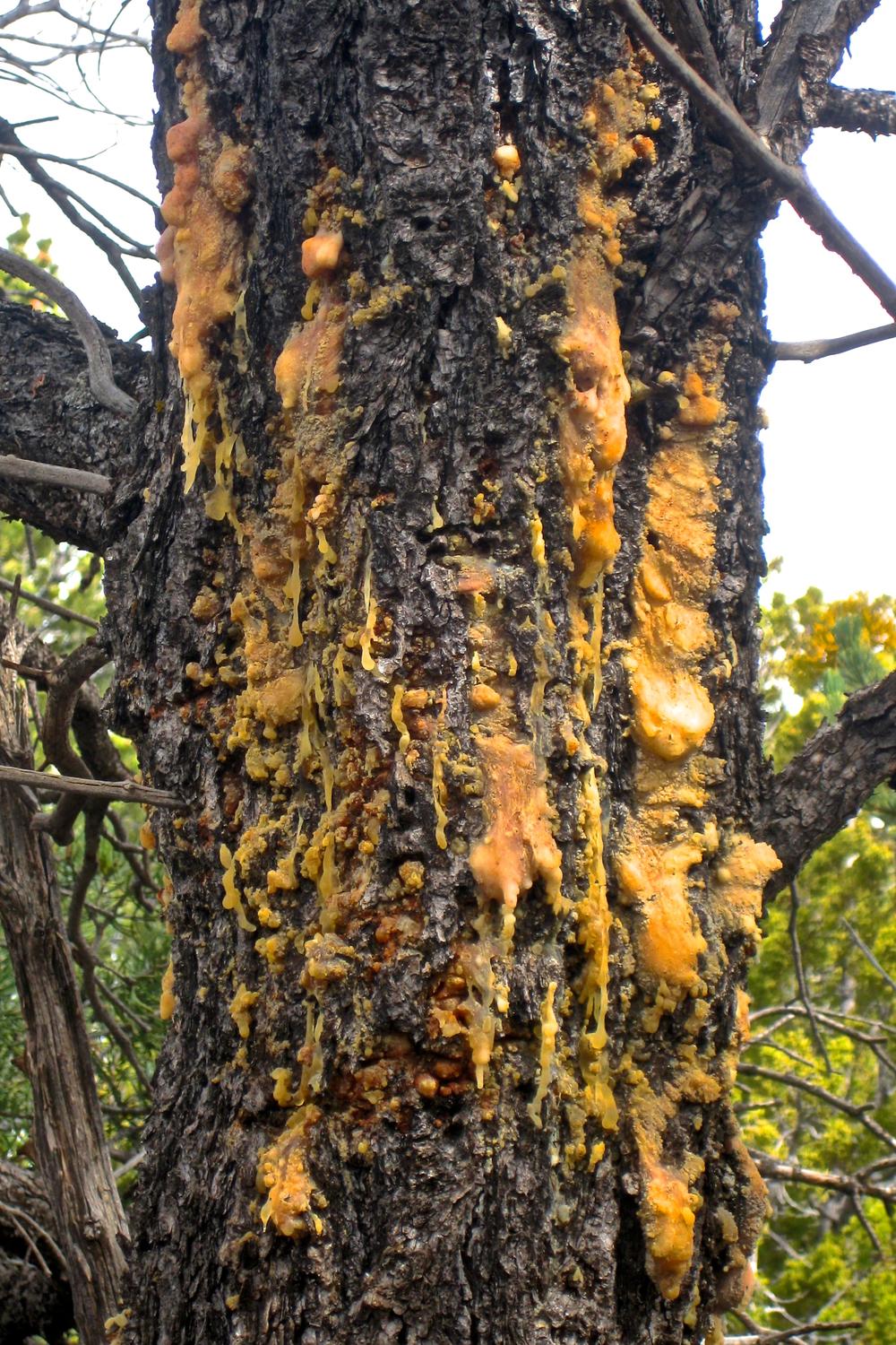 Resin on a pitch tree