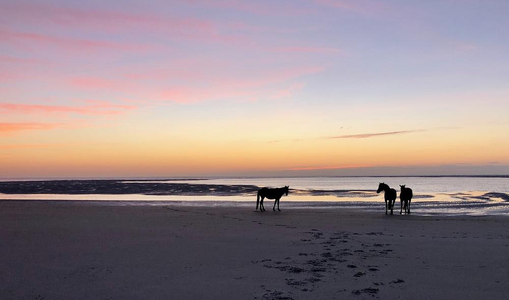 Wild horses on the beach at Little Cumberland Island