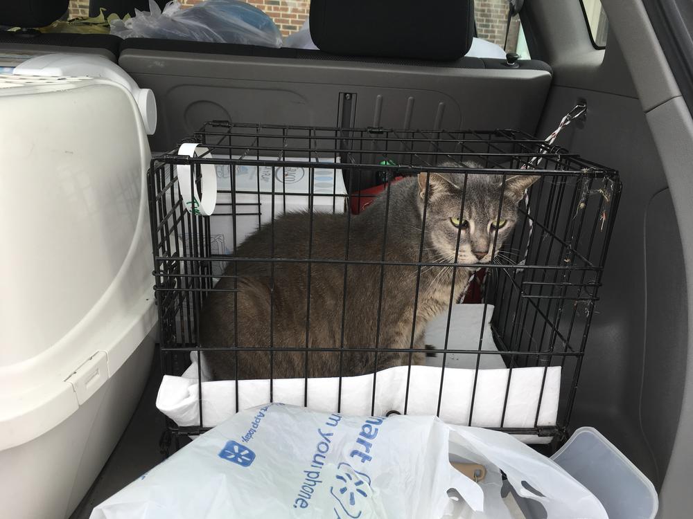 A 17 year old cat belonging to Chelsea McKinley's family loaded and ready to return to Homestead, Florida