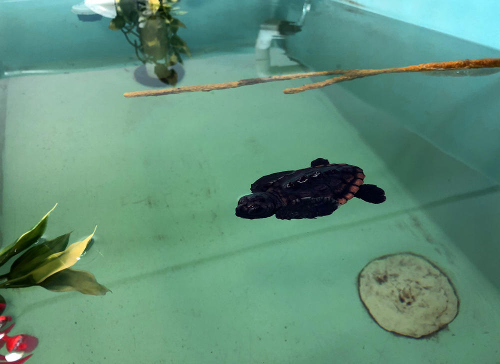 Neptune, a hatchling born on Aug. 8, is the new loggerhead ambassador at UGA's MAREX Aquarium. 