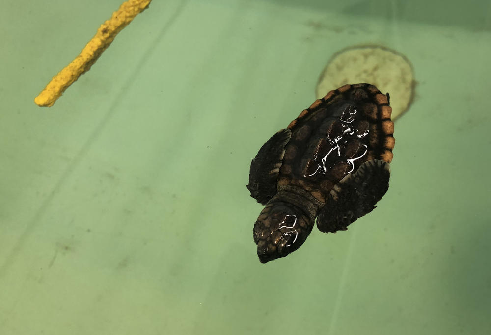 Neptune will spend one year in the small tank, a year in a medium tank and a third year in a large tank before being released into the ocean.