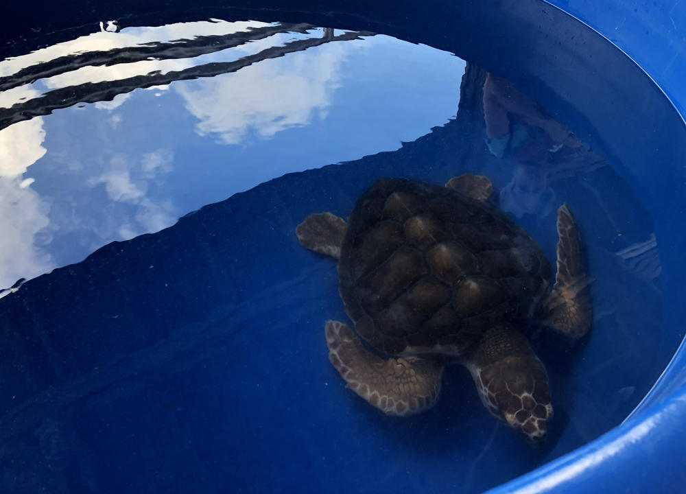 Lefty, a 3-year-old loggerhead had an injured flipper when it was a hatchling. It spent three years at the aquarium, growing, learning how to catch food and teaching visitors about loggerhead sea turtles. She will be released into the ocean Sept. 6, 2018.