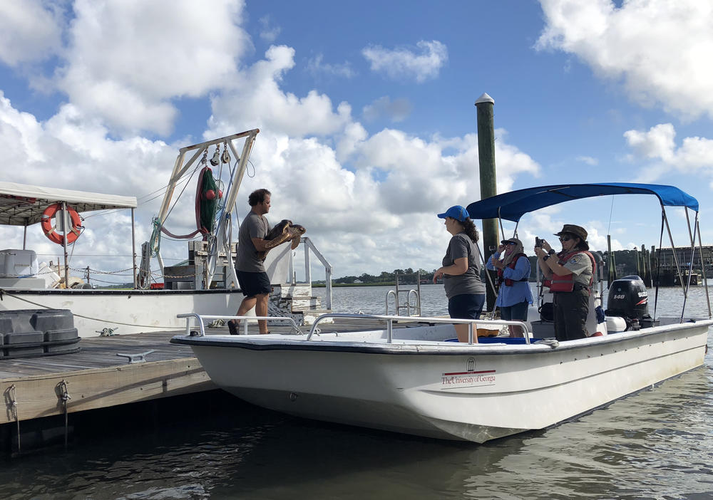 Aquarium curator Devin Dumont carries Lefty to the boat where the turtle will be placed in a blue tub of ocean water before making the 8-mile trip to Wassaw Island.