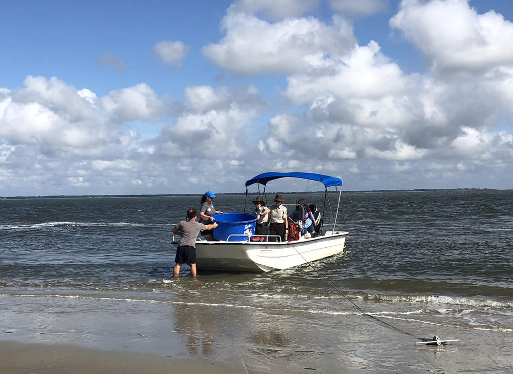 Devin Dumont and fellow aquarium curator Lisa Olenderski unload Lefty from the boat onto the beach at Wassaw Island, a barrier island off Georgia's coast.
