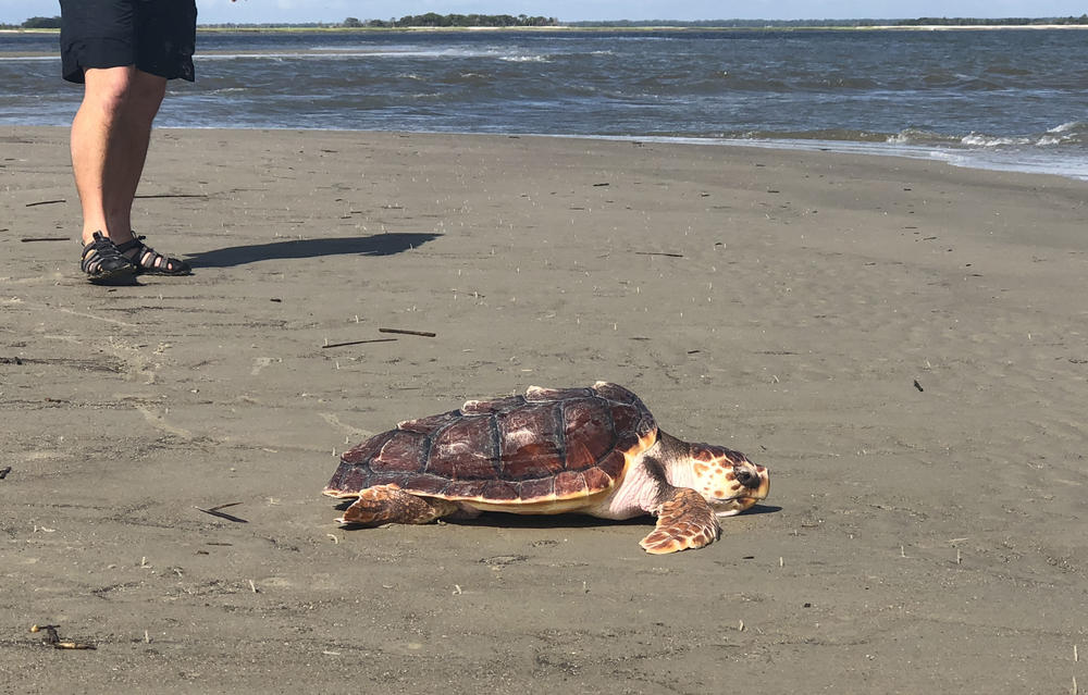 Lefty the loggerhead turtle on the beach at Wassaw Island.
