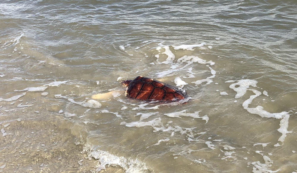 Lefty experiencing the ocean.