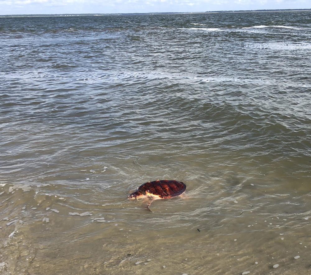 Lefty in the ocean.