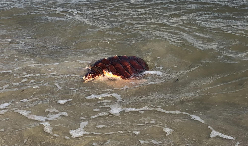 Lefty getting the hang of the ocean before heading out into the deep.