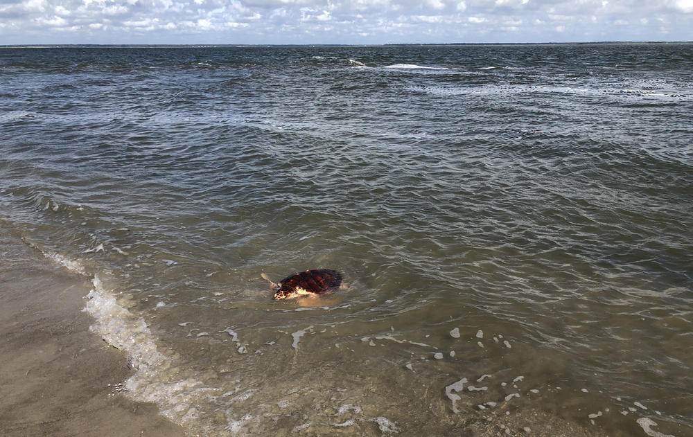 Lefty returns to the Atlantic Ocean.