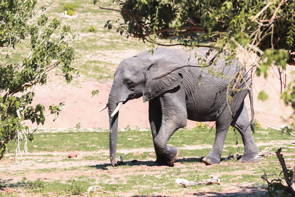 The volleyball club encountered plenty of wildlife on their visit to Botswana.