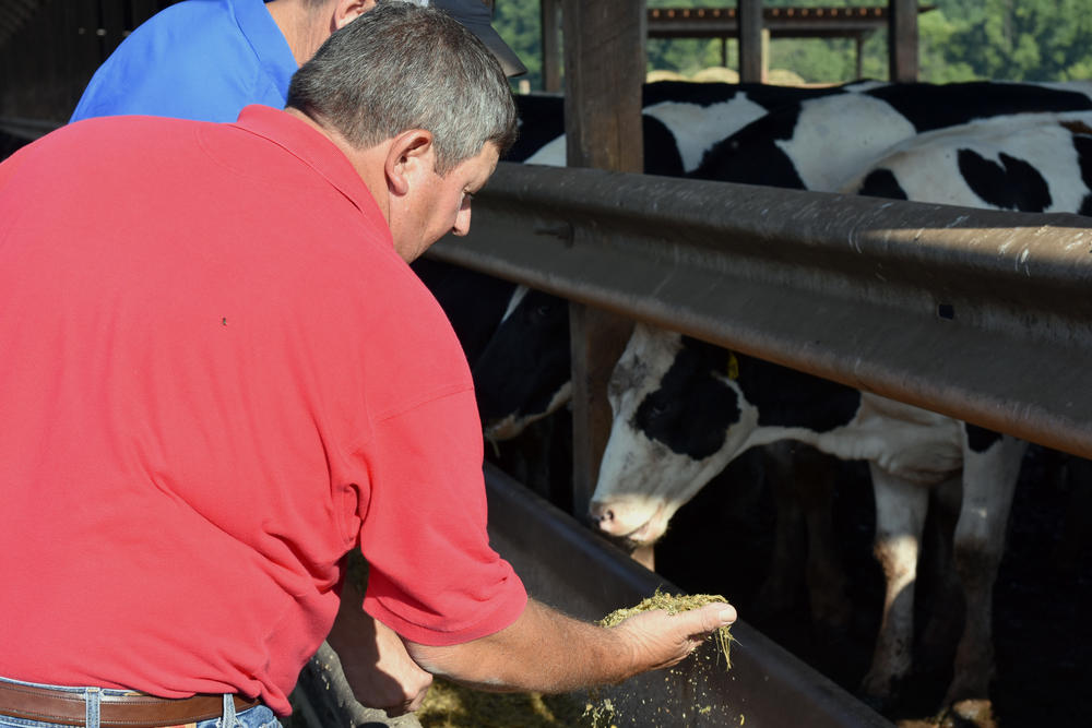 London Farms' Stanley London shows Rep. Doug Collins (R-Gainesville) how he feeds his cows.