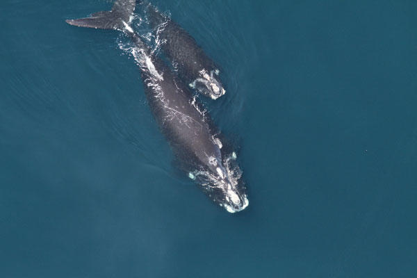Atlantic Right Whale and calf
