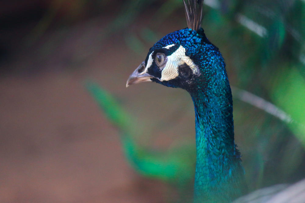 Peacocks were so beloved by writer Flannery O'Connor that for many they are a symbol of the writer and her work. 