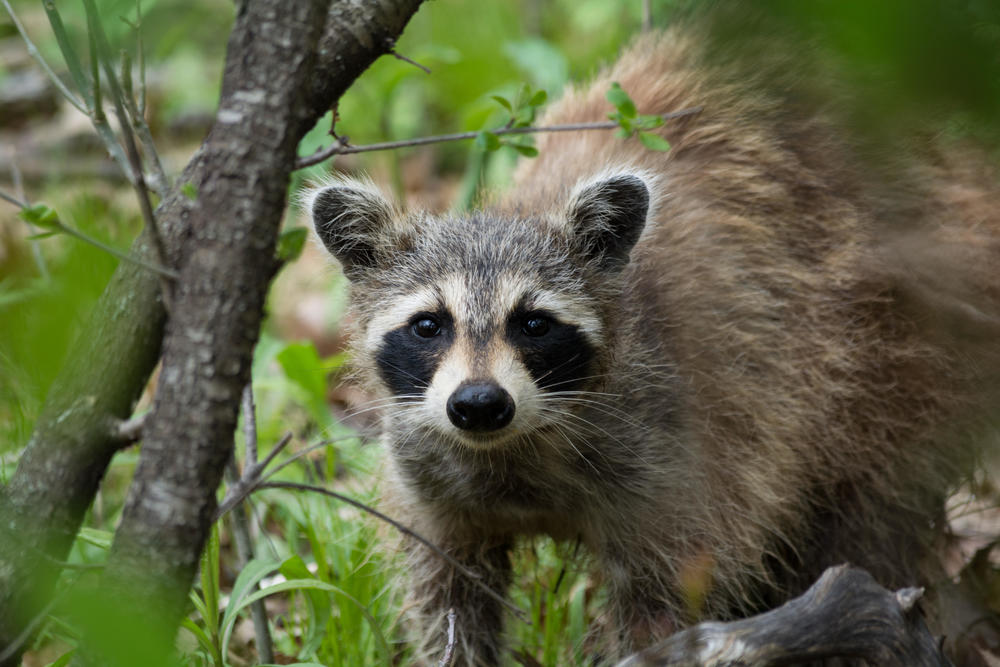 At least 17 people were exposed to a rabid raccoon. 