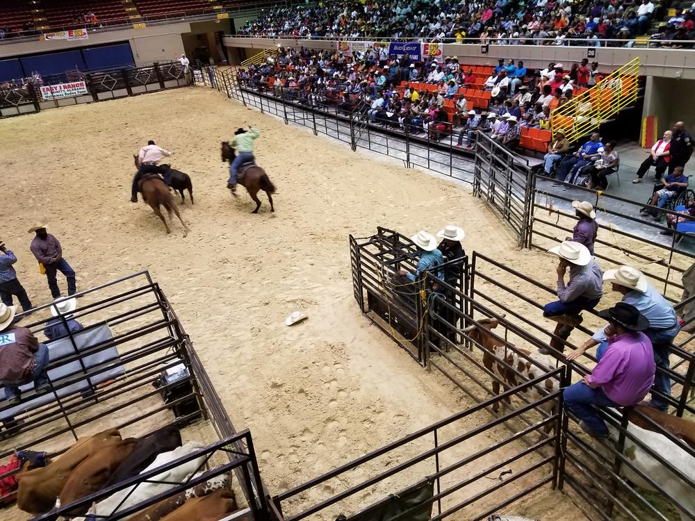 Cowboys look on as two ride out after a steer. The rider on the left will jump off his horse to wrestle the steer to the ground.