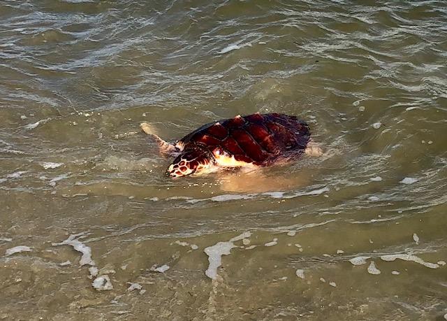 3-year-old Sea Turtle