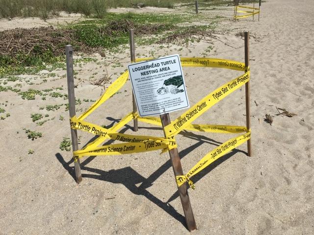Sea turtle nest on Georgia's coast