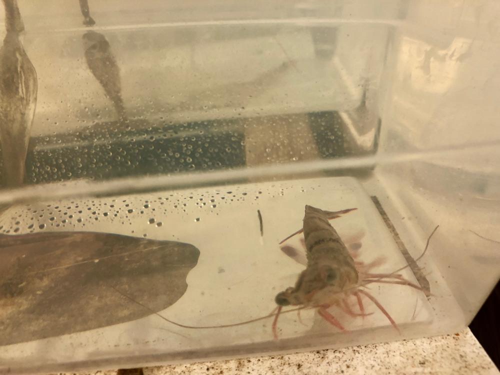 Shrimp in a seawater system at Skidaway Institute of Oceanography.