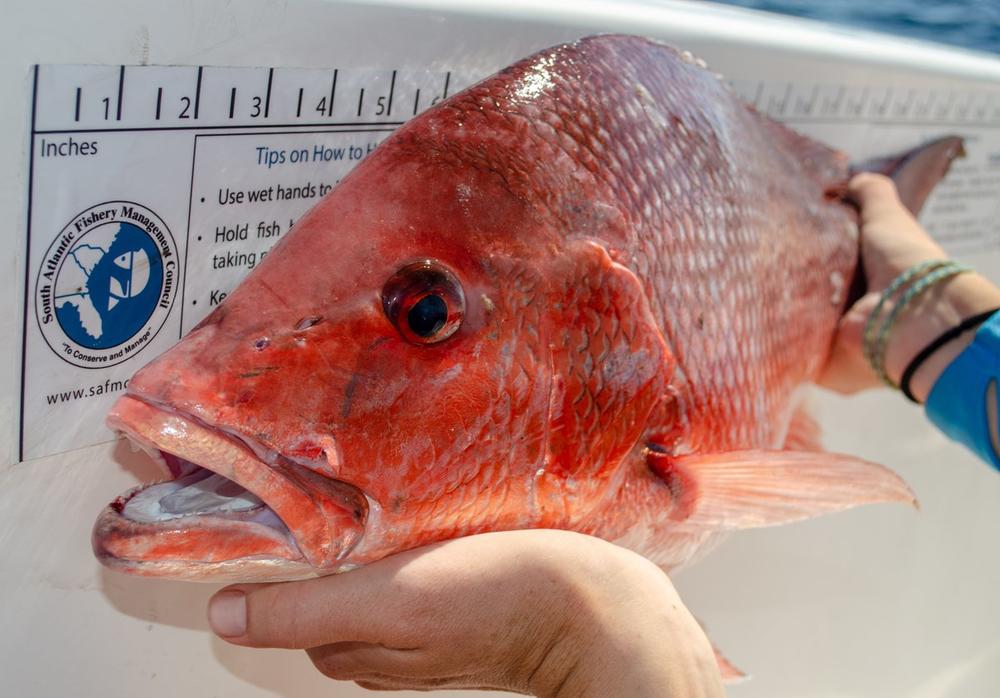 Red snapper