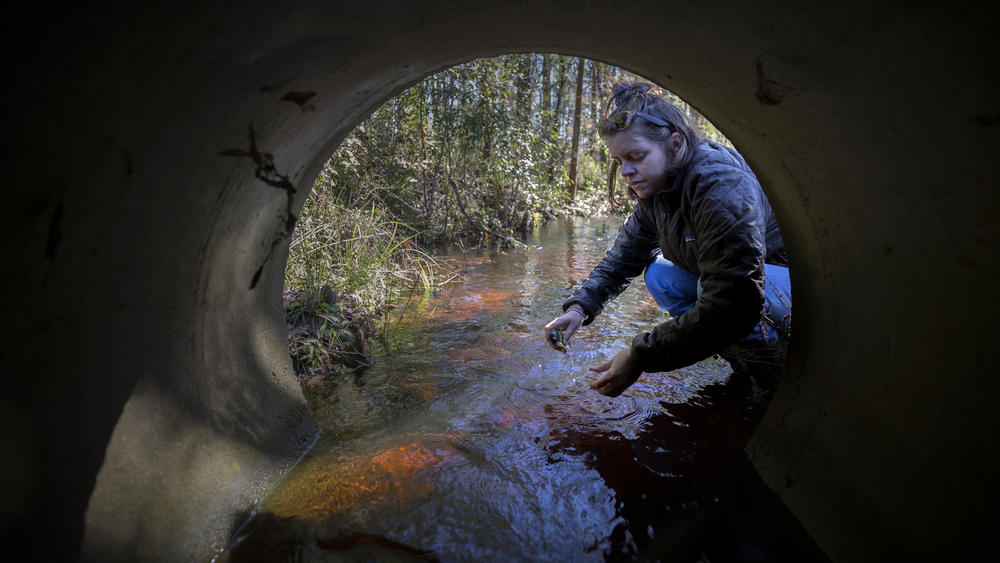 St. Mary's Riverkeeper Anna Laws tests the water in Horse Spring Creek for E. Coli. She's seen the levels drop as nearby septic systems are serviced or replaced.