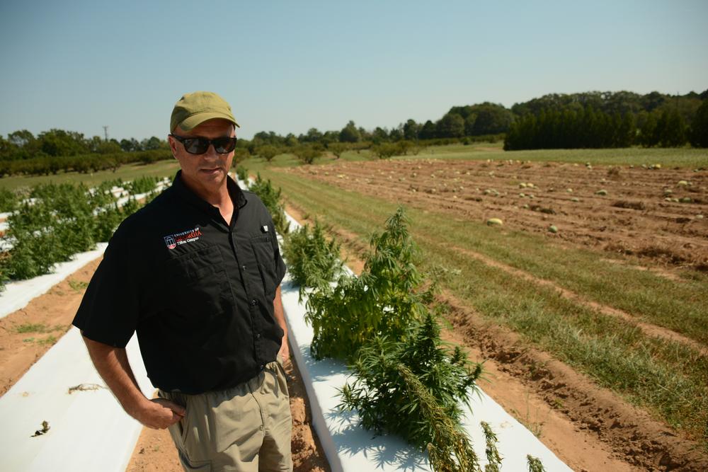 Tim Coolong, a professor with the University of Georgia, is in charge of oversseeing the state's firs legal industrial hemp field since the Hemp Farming Act was signed earlier this year. 