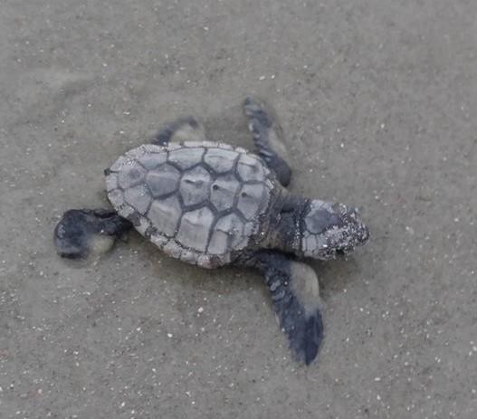 Sea Turtle hatchling on Tybee Island