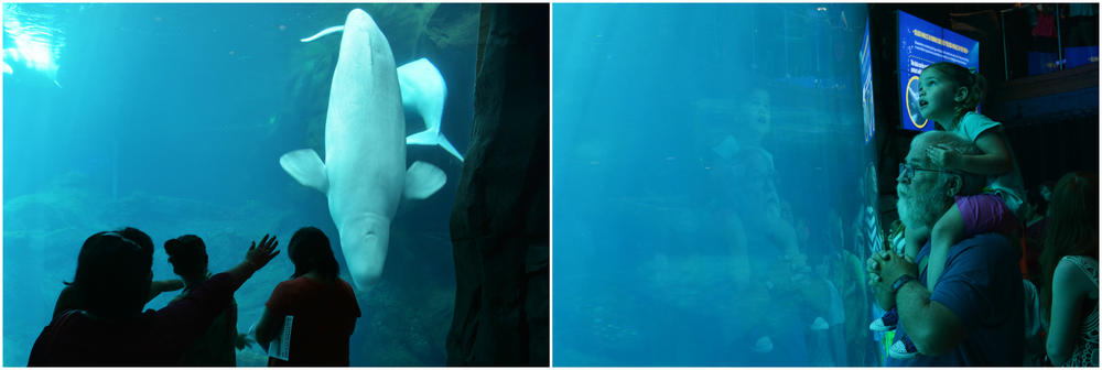 The belugas elicit all kinds of reactions from aquarium goers, from awe to glee.