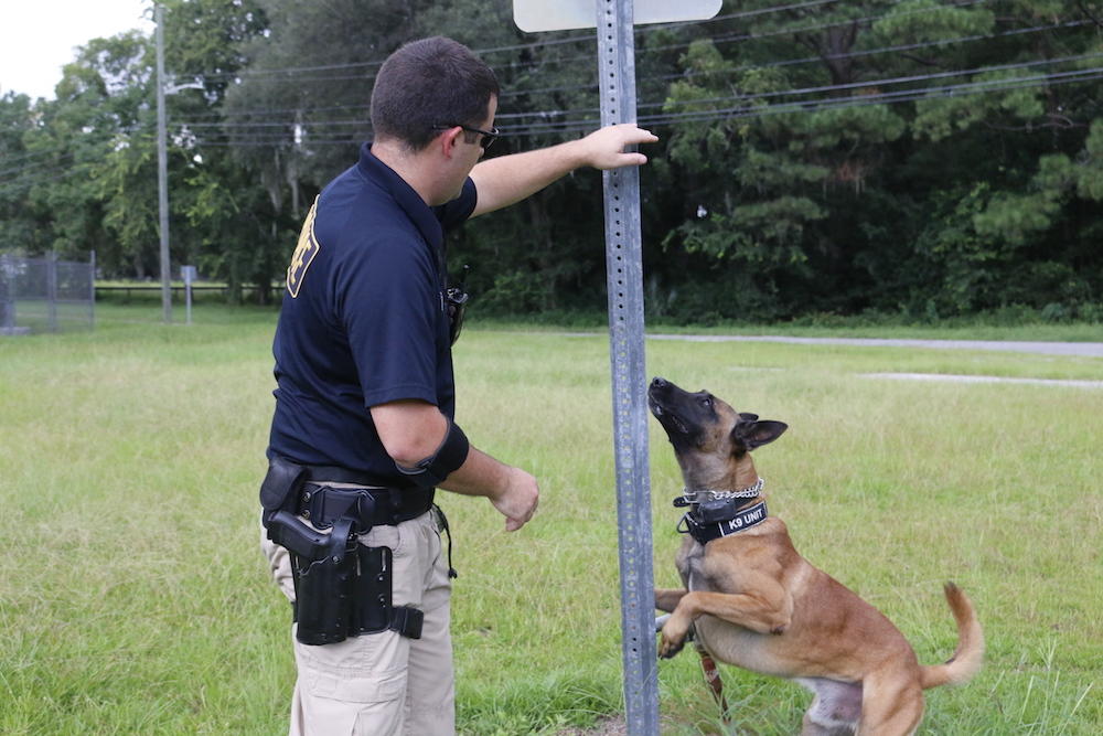 With some guidance from his handler, Cpl. Benjamin Ferrero, Savannah-Chatham Police K-9 Dooly sniffs for drugs during a training session.