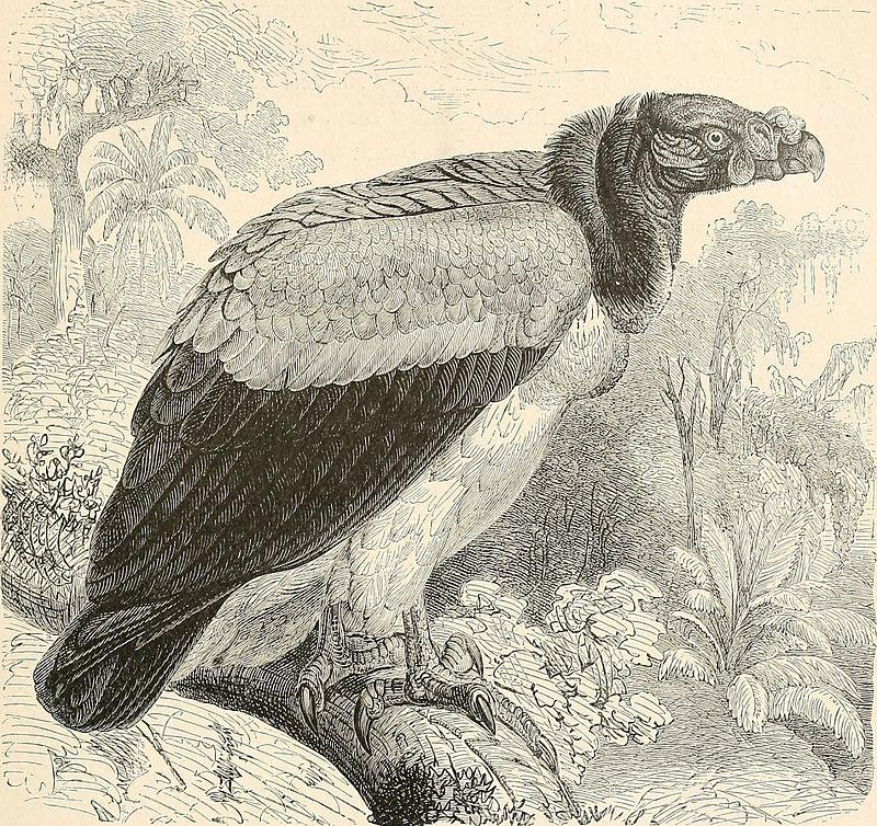 A king vulture drawn by Wirt Robinson, c. 1895.
