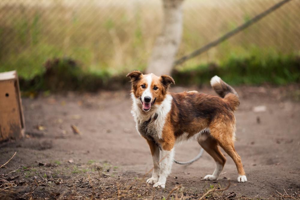 A recent study from the Environmental Protection Agency found animal waste to be a grave threat to the health of at least one community.