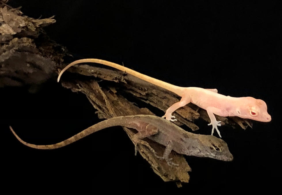 A brown anole next to the albino brown anole University of Georgia geneticists bred through the use of the gene editing tool CRISPR. It marks the first CRISPR editing of a reptile's genes. 