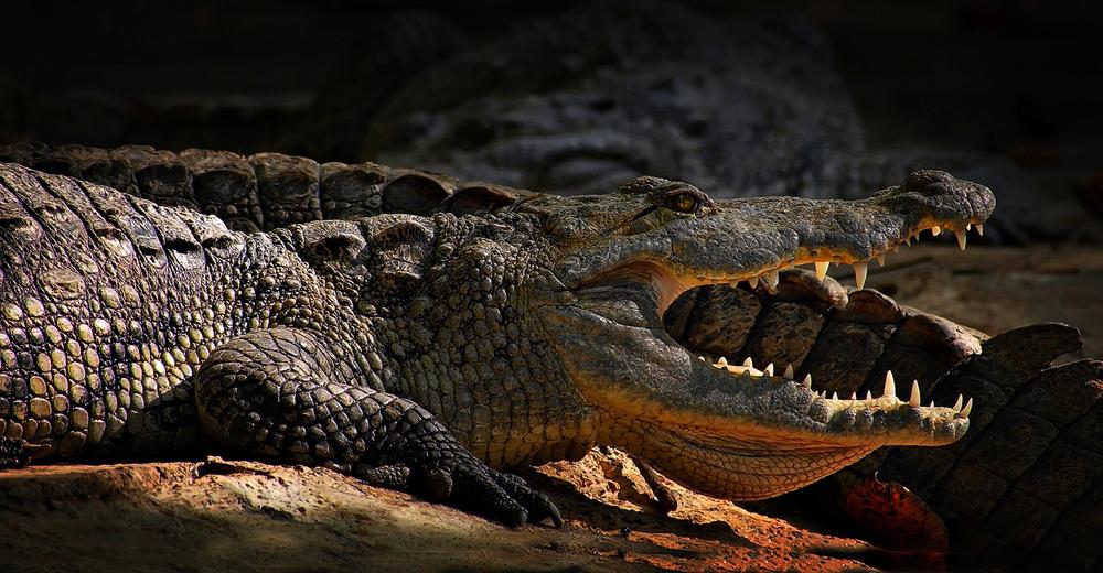 July 1 was the beginning of alligator nesting season in Georgia.