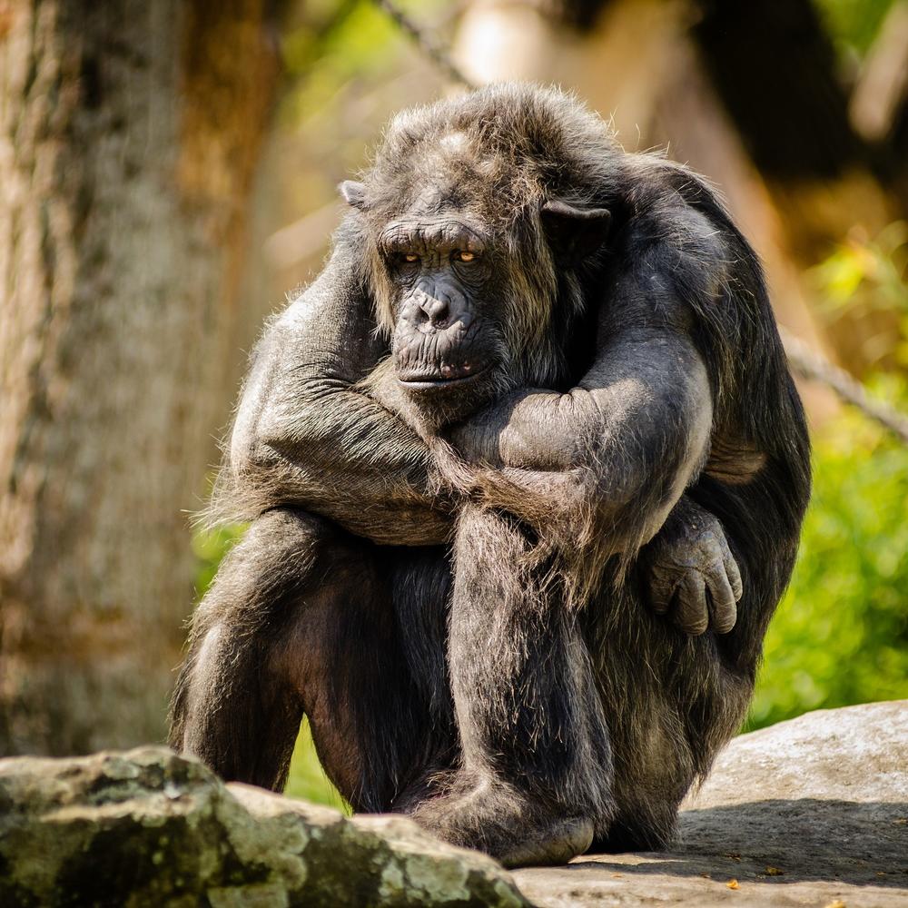 A chimpanzee sits in an enclosure. 