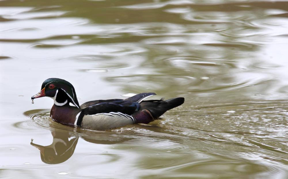 Regulators are now considering wood ducks and other species prevalent in Georgia in addition to mallards when they set the hunting season.